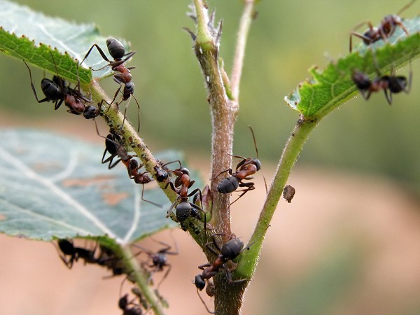  Comment se débarrasser de l'invasion des fourmis