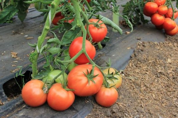  Описание и характеристики на разнообразието от доматен колективен добитък плодотворен