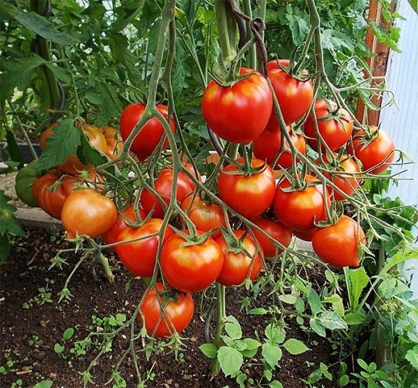  Характеристики и описание на сорта на домати Tanya