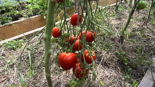  Beschreibung und Eigenschaften von Tomaten