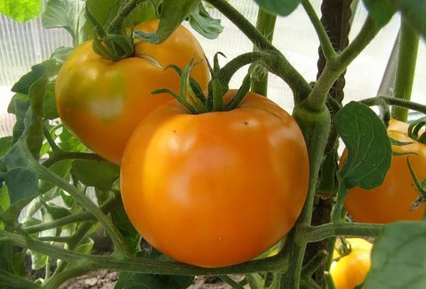  Descripción y características del tomate naranja.