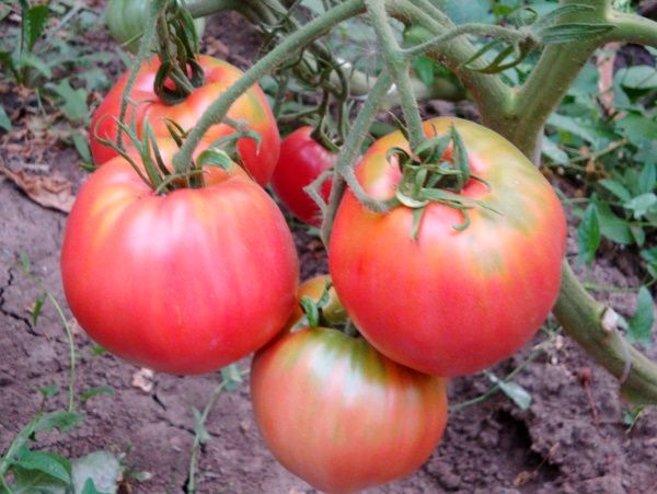  Description and characteristics of tomato