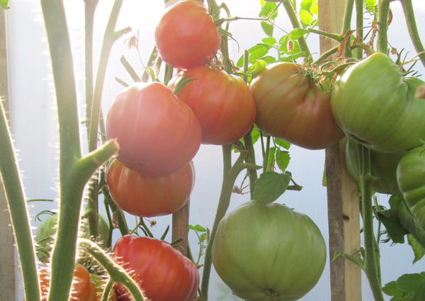  Condiciones de cultivo del tomate.