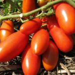  Antara jenis tomato yang paling popular
