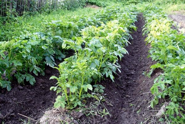  Plantarea anuală a cartofilor în același loc contribuie la răspândirea dăunătorilor.