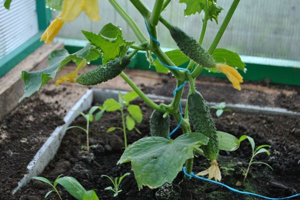  Pour une bonne croissance du concombre, il est impératif d'observer le bon régime d'irrigation.