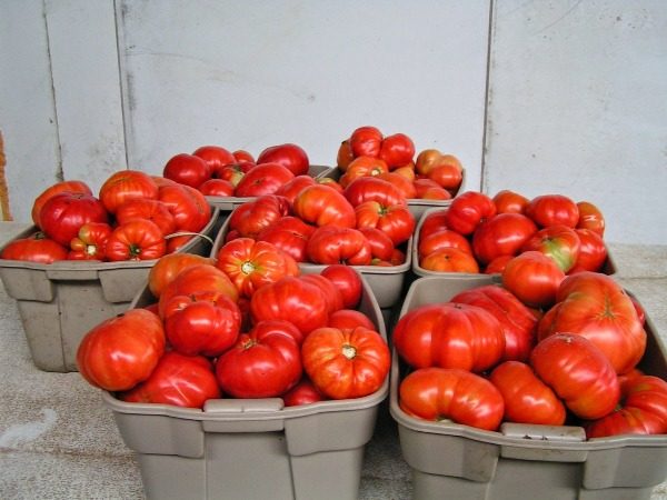  Tomates fraîchement cueillies, variété Kholosolny en boîtes