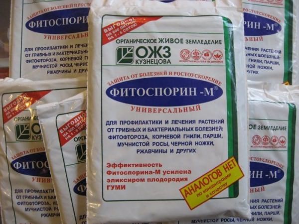  Fitosporin M được sử dụng để chống phytophthora trên khoai tây