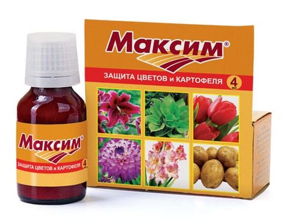  Drug Maxim per l'elaborazione dei tuberi prima della semina