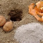  Cáscara de cebolla y ceniza colocadas en el agujero antes de plantar.