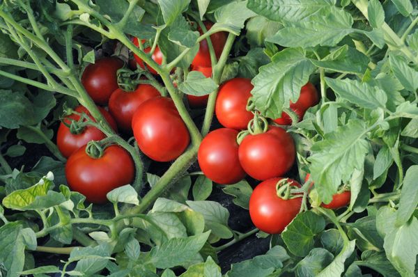  Varieti tomato Olya F1