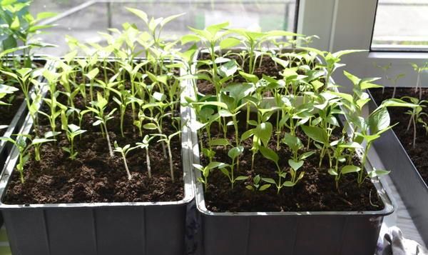  Après la levée des pousses, il est nécessaire de commencer à durcir les plantules.