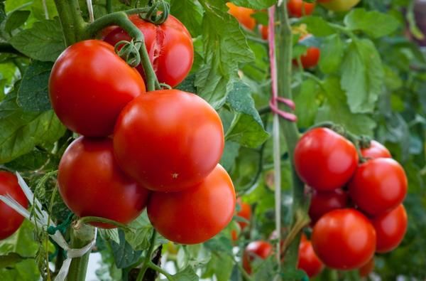  Penerangan dan ciri-ciri tomato Perseus