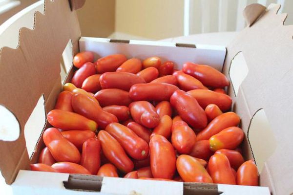  Baik pengangkutan dan menjaga kualiti - maruah Tomato Manure Perancis