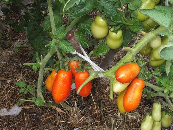  Para obter um alto rendimento de tomate é muito importante seguir as regras da engenharia agrícola.