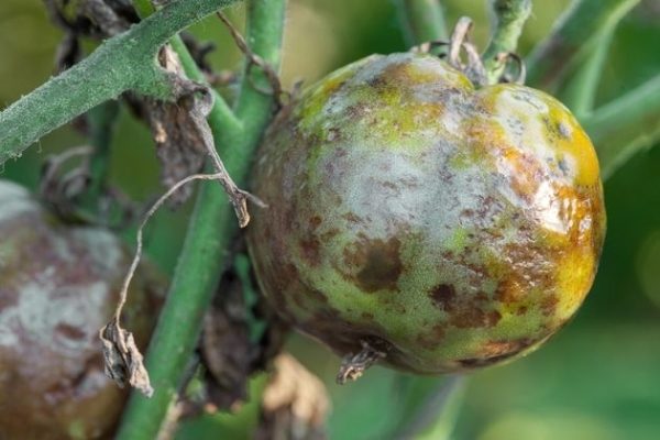 Una delle malattie più comuni dei pomodori - peronospora