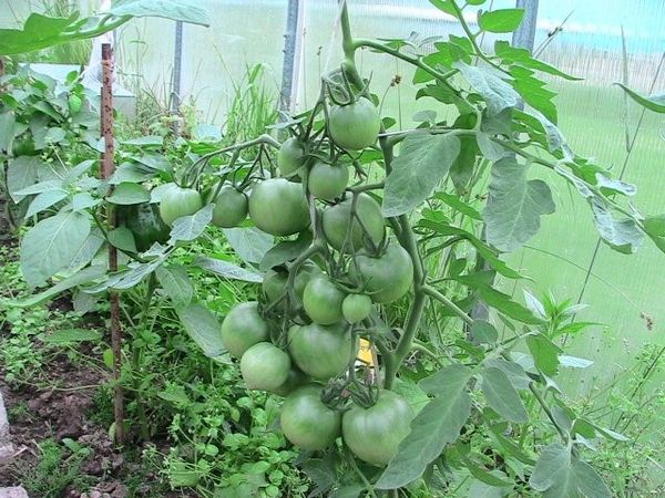  Les inconvénients comprennent la nécessité de la formation obligatoire d'un buisson.