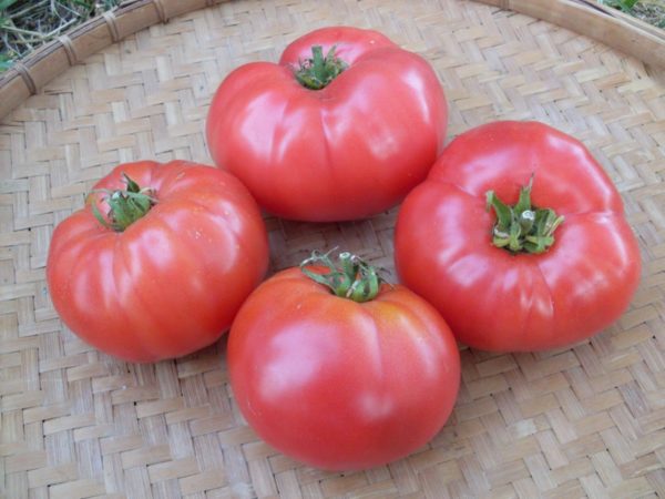  tomato merah jambu