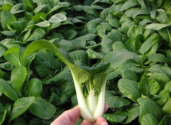  Chak pak choi chinois