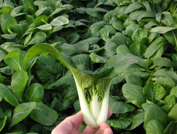  Chak pak choi chinois