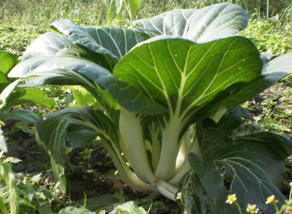  Avec de bons soins, les douilles peuvent peser jusqu'à 1 kg.