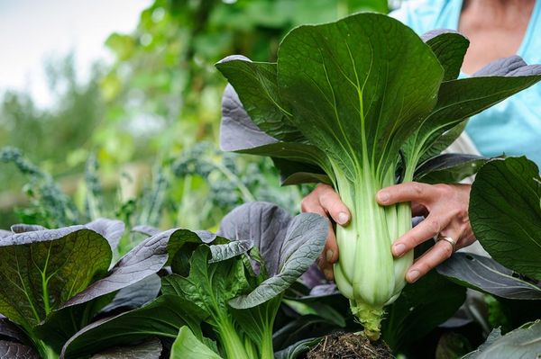  Prises Pak Choi coupées avec un couteau reculant de 1,5 cm