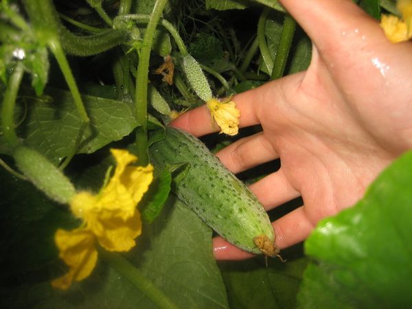  La longueur moyenne du fruit de concombre Garçon avec un doigt - 11 cm