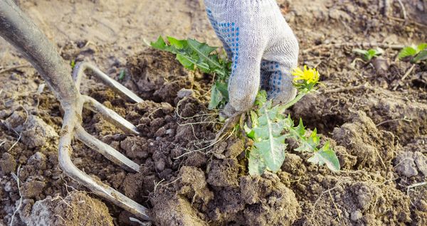  Il est impératif d'enlever régulièrement les mauvaises herbes et de les assouplir