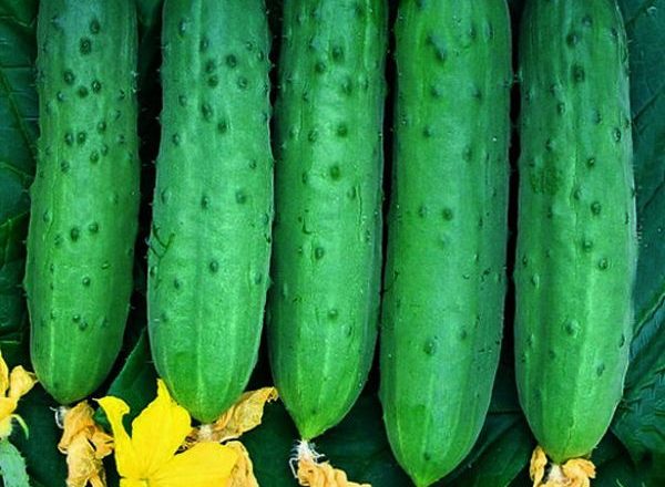  Variétés de concombre parthénocarpique