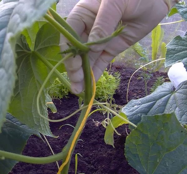  L’aveuglement est une procédure indispensable pour les variétés parthénocarpiques.