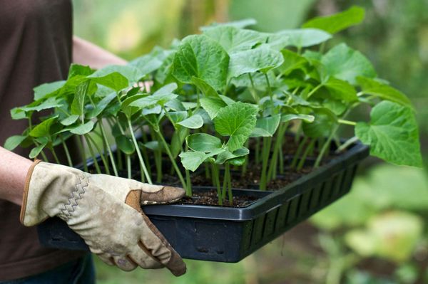  Plants de concombre envahis