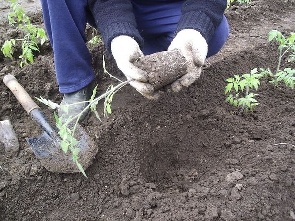  Transplantation de tomates en pleine terre