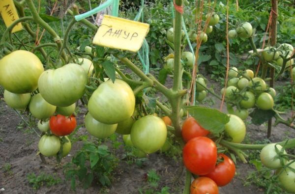  Tomate Variedad