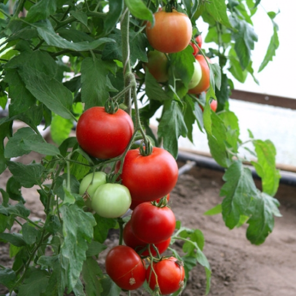  En el norte y en Siberia, el cultivo de una variedad solo es posible en un invernadero.