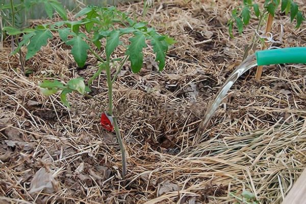  L'adeguata irrigazione del pomodoro viene effettuata esclusivamente sotto la radice.