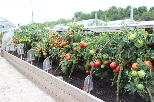  Wachsende Tomaten in einem Gewächshaus