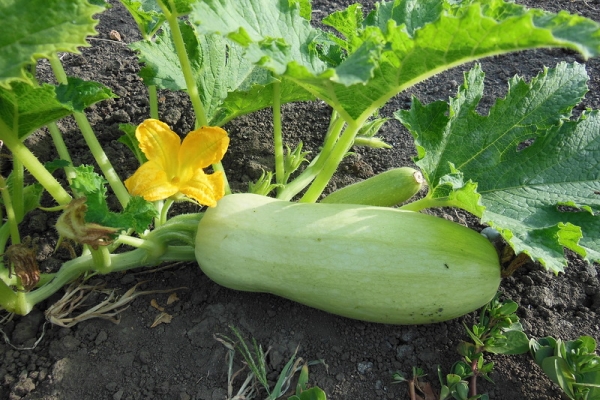  Une description détaillée de la variété de courgettes Iscander f1, de la plantation et des règles d'entretien