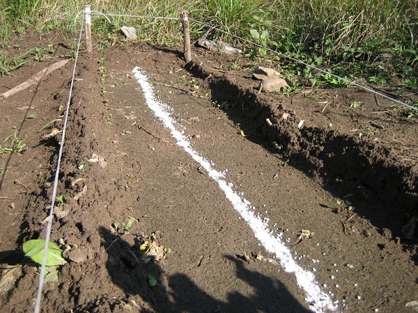  Comment nourrir les radis pour une bonne récolte