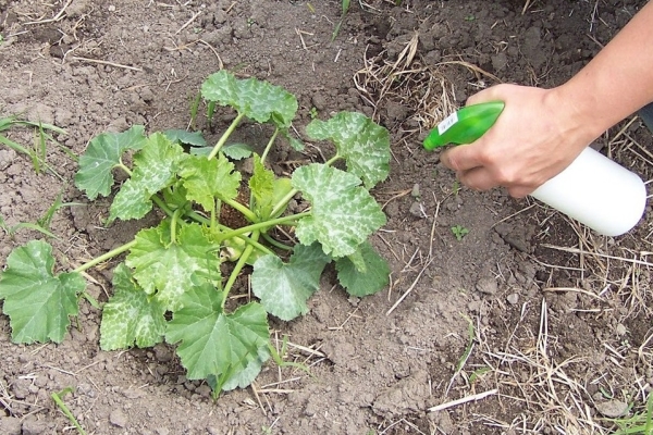  Pendant toute la saison de croissance, les courges ont besoin d'être nourries.