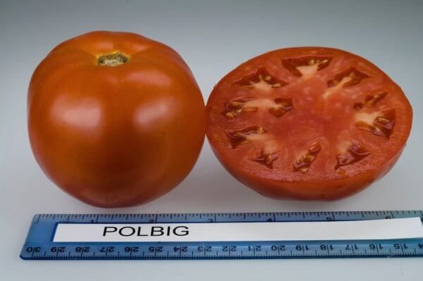  Il peso medio del frutto Polibig - 100-130 grammi
