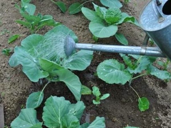  Plants de chou Sugarloaf dans la période de croissance active consomme de manière intensive des nutriments