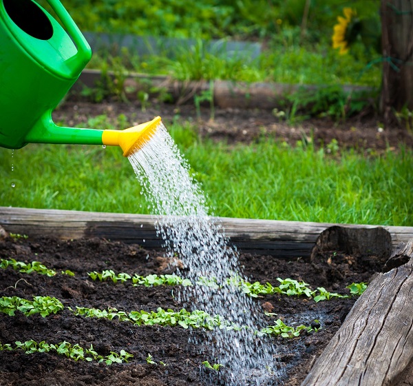  Comment arroser les plants