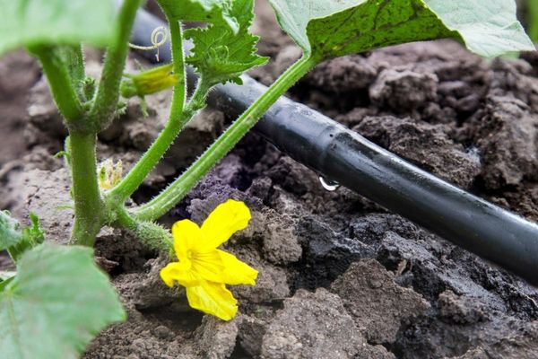  L'irrigation goutte à goutte a lieu 2-3 heures après le lever du soleil