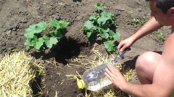  L'utilisation de bouteilles de cinq litres permettra d'arroser moins de concombres