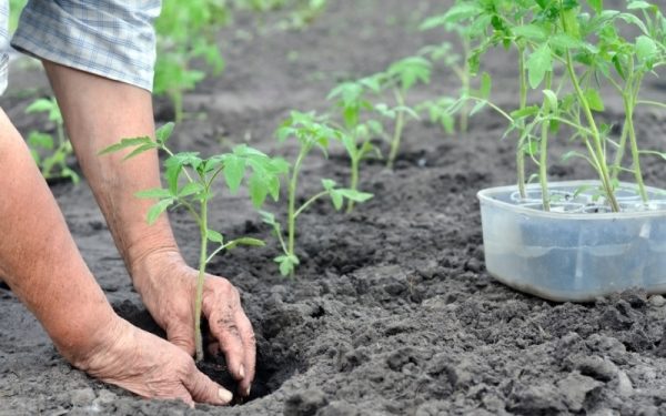  Le piantine di pomodoro dovrebbero essere piantate Il miracolo del mercato in piena terra dovrebbe essere a fine maggio - inizio giugno