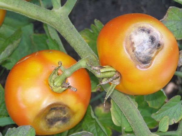  토마토 과일에 갈색 부패의 징후 기적 마켓