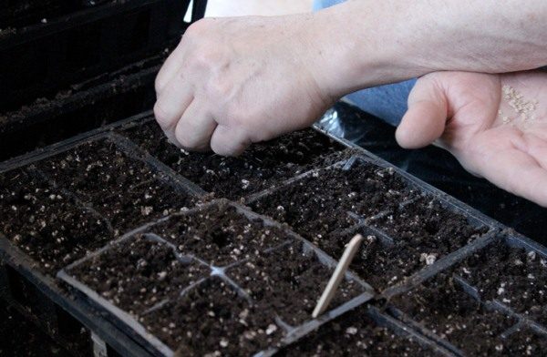  Semer des graines de tomates pour les semis