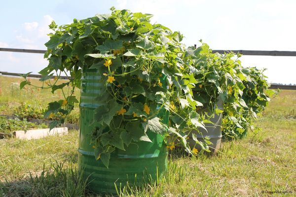  Façons de planter des concombres