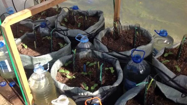  Les sacs pour planter des concombres choisissent un volume de 70 à 120 litres