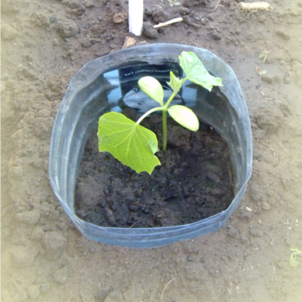  La plantation en bouteilles convient bien aux régions au climat rigoureux.